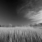 ravnagoratrava2BEBWmal