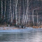 brezeledmrzlavodica1mal