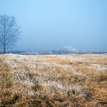 gorskikotarstablomagla1mal