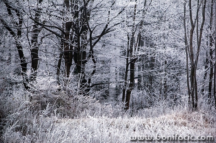 sumainjegorskikotar1mal