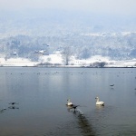 sabljacipatkelabudi1mal