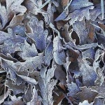 macro___Freeze___Motovun, Croatia.