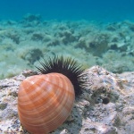 macro___Hatter___Stara Baska, Croatia.