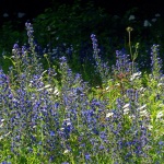 rozicepoljskebjelolasica1mal