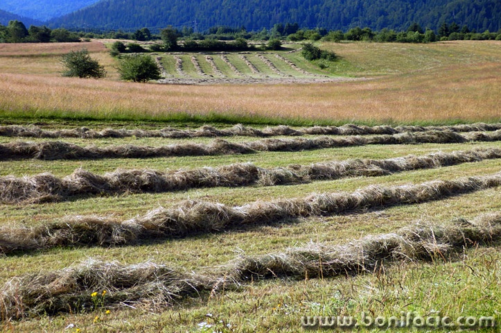 jasenakbjelolasica2mal