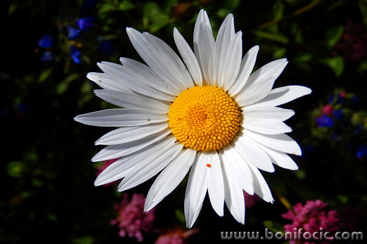 maslacakpoljskerozicebjelolasica1mal