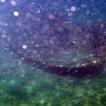 brodpodvodnoblago2mal