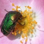 macro___Lickerish___