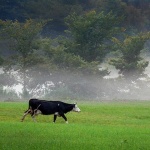 ostarijemaglakrava1mal