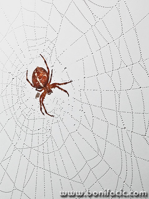 macro___Web Designer___Gorski Kotar, Croatia.