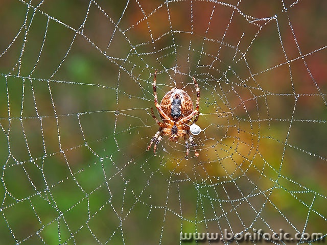 macro___Jeweler___Gorski Kotar, Croatia.