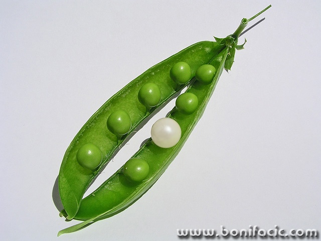 macro___Noblesse___