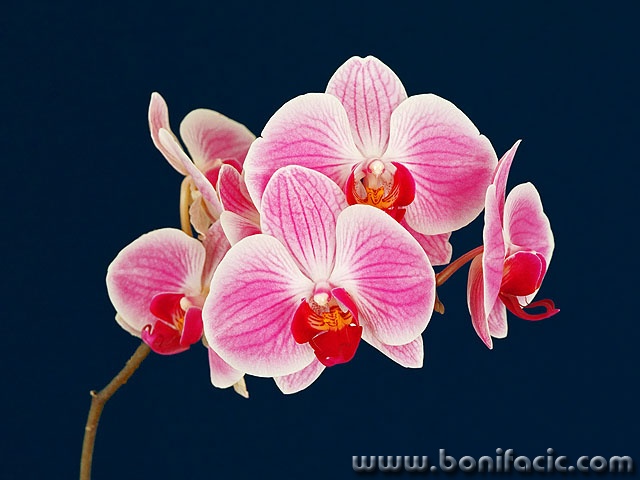 stilllife___Orchid___Punat, Croatia.