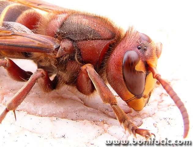 macro___Honeybee___