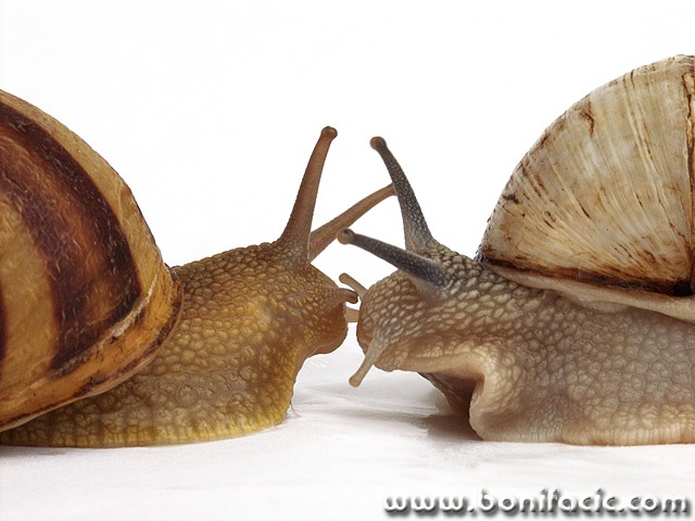 macro___Whispering___
