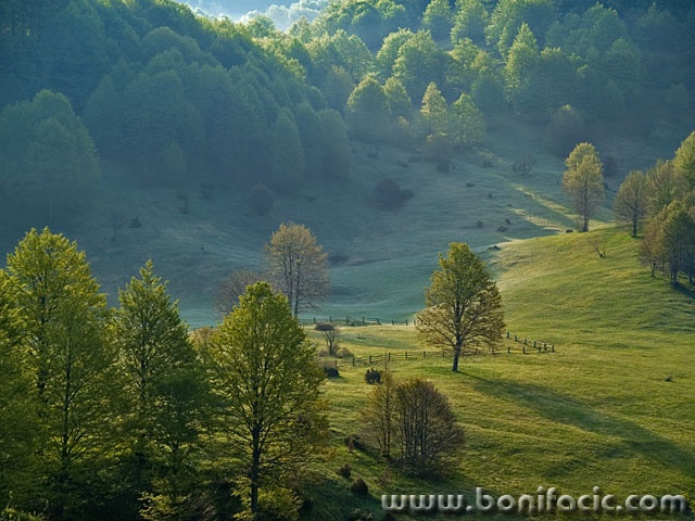 nature___Meadow___Kikovica, Croatia.