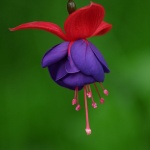 macro___Mulin Rogue___Josipdol, Croatia.