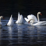 sabljacilabudovi3mal