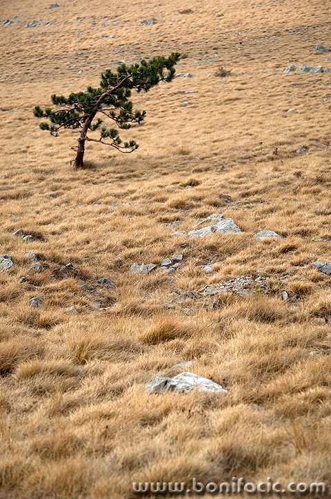 bortravaalan4