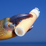 macro___Smoking Cancer___Rovinj, Croatia.