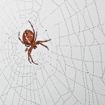 macro___Web Designer___Gorski Kotar, Croatia.