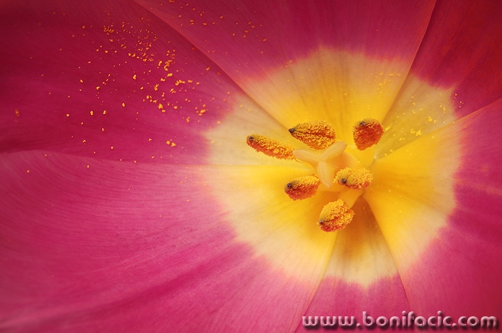 tulipan2