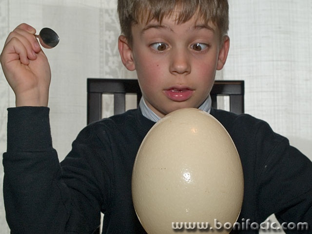 people___Ostrich Egg___Punat, Croatia.