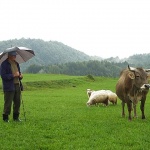 people___Pasture___Ljubosina, Croatia.
