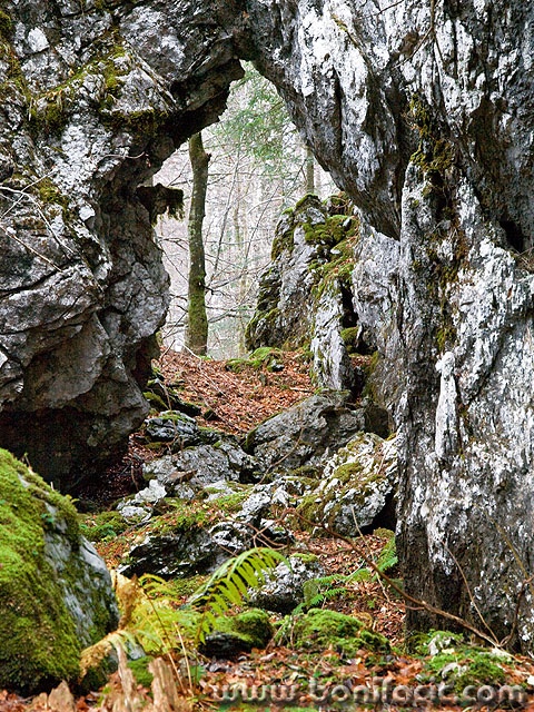 bjelolasica3mal