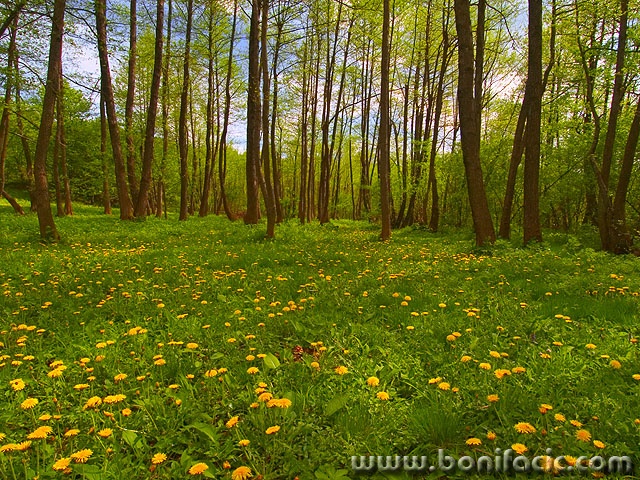 nature___Oasis___Cerovnik, Croatia.