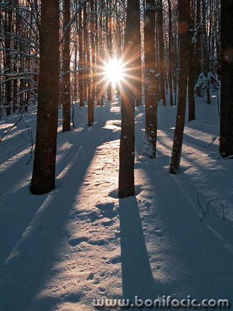 nature___Faun___Mrzla Vodica, Croatia.