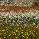 rozicelivadagromacabale1