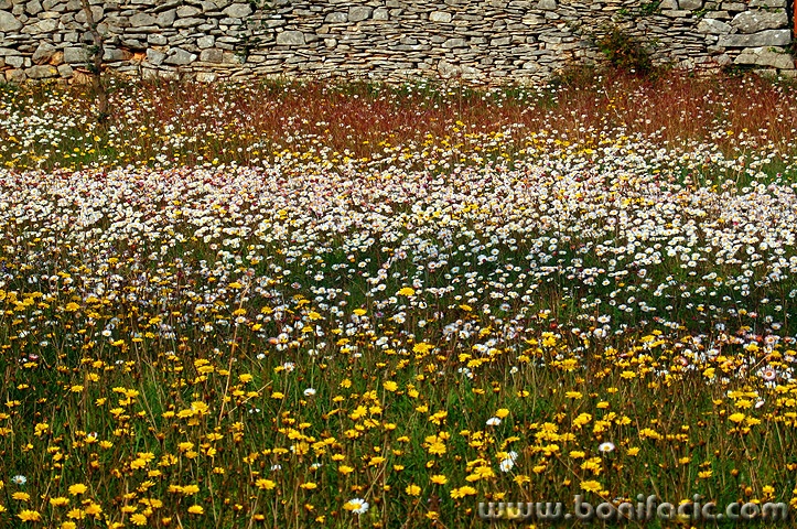 rozicelivadagromacabale1