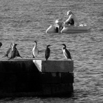 gnjurcibabagiumenjak1