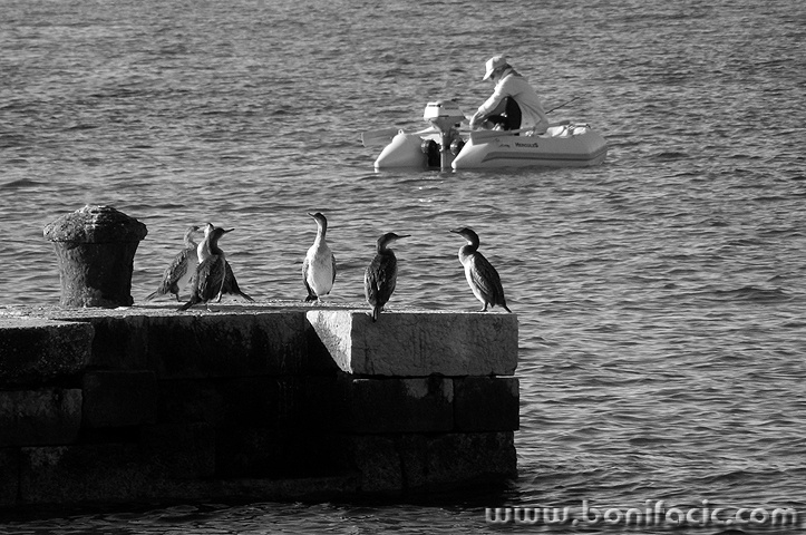 gnjurcibabagiumenjak1