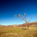 stablolivada1pticaMOD