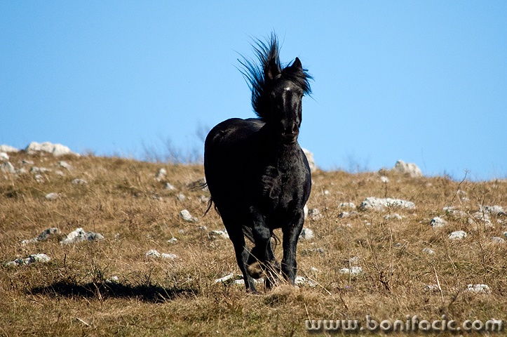 konj27