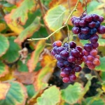 grozdjesen1