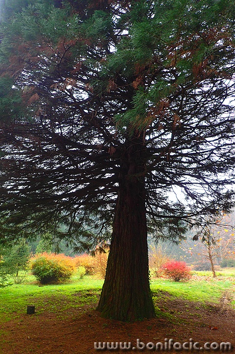 sekvoja1
