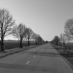 slovenijacestadrvored1mal