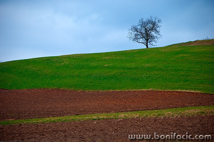 stablopoljezvecaj1mal
