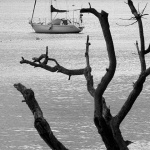 njivicejedrilica2mal