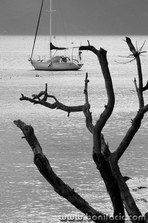 njivicejedrilica2mal