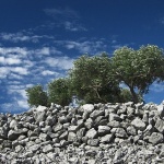 nature___Olive Branch___Punat, Croatia.