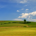 nature___One Lone Tree___Slovenia.