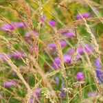 cerovnikpoljskocvijece1mal