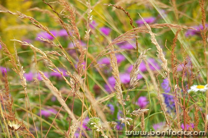 cerovnikpoljskocvijece1mal