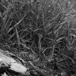 penjacigolubinjak1mal