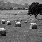 stablolikabalepolje6BWmal
