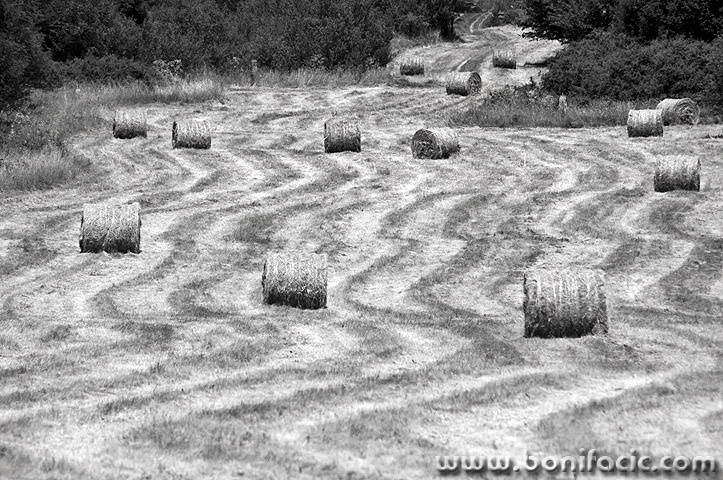 balepoljepokoseno10BWmal